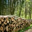 Gestapelte Rundhölzer von Kiefernbäumen aus einem Wald der PEFC Anforderungen entspricht.