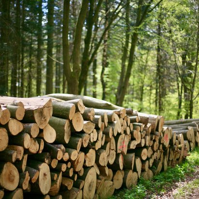 Stacked round logs from pine trees in a forest that meets PEFC requirements.