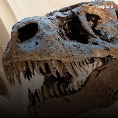 Ein Dinosaurierskelett in einem Museum vor einem weißen Hintergrund.