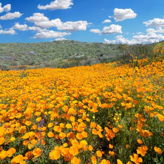 A golden field of poppies beneath a blue sky dotted with clouds