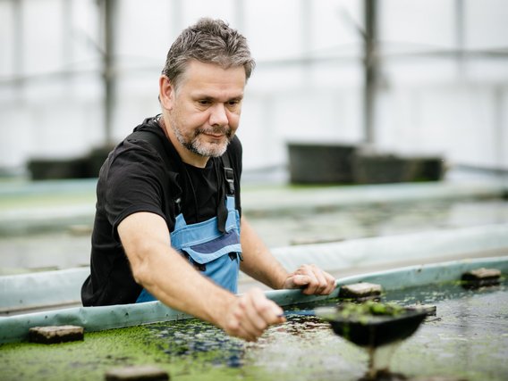 Eine Person in blauer Arbeitskleidung arbeitet mit Pflanzen in einem Gewächshaus-Wassersystem.