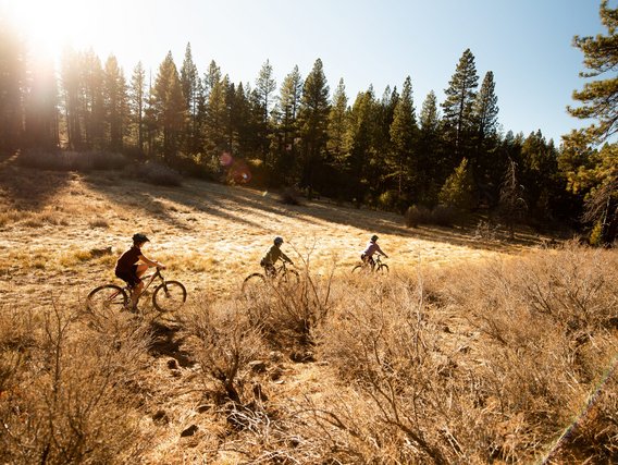 Drei Mountainbiker fahren bei goldenem Sonnenlicht durch eine trockene Wiese mit hohem Gras vor einem Nadelwaldrand. Die Szene zeigt eine idyllische Outdoor-Aktivität in hügeligem Gelände während der goldenen Stunde.