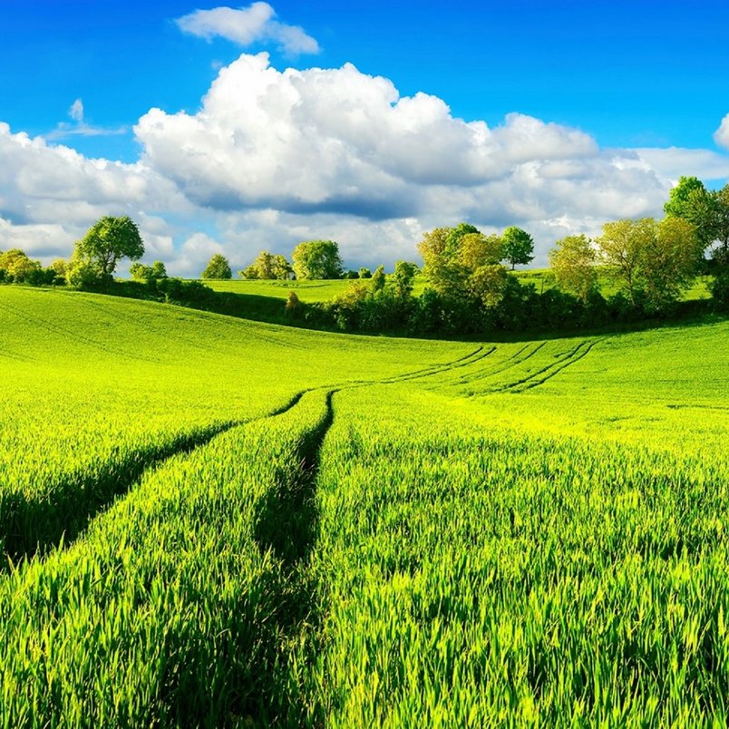 Naturaufnahme einer saftig grünen Wiese mit Traktorspuren und Bäumen