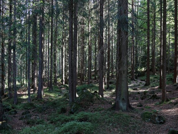 Eine Waldlandschaft mit zahlreichen Bäumen