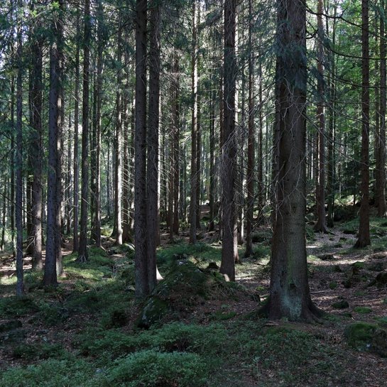 Eine Waldlandschaft mit zahlreichen Bäumen