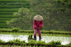 A person is growing rice in a field. The rice cultivation project can be assessed as project A 6.4.