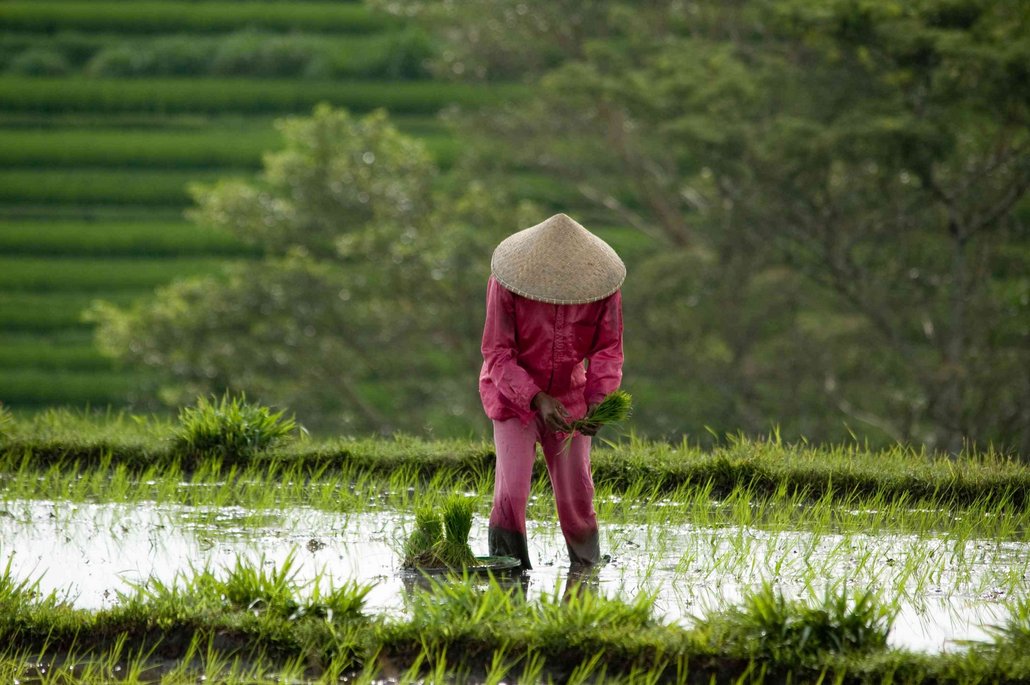 A person is growing rice in a field. The rice cultivation project can be assessed as project A 6.4.