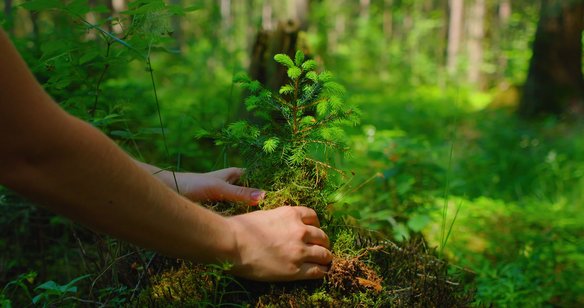 Person pflanzt einen kleinen Baum in einem grünen Wald