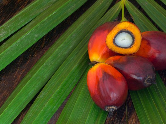 Symbolbild RSPO Zertifizierung