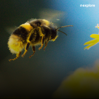 Eine Hummel schwebt in der Luft, kurz bevor sie auf einer gelben Blüte landet. Ihr flauschiger schwarz-gelber Körper ist deutlich zu erkennen. Der Hintergrund ist unscharf, mit sanftem Blau und Gelbtönen.