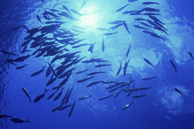 GlobalG.A.P. Aquakulturen