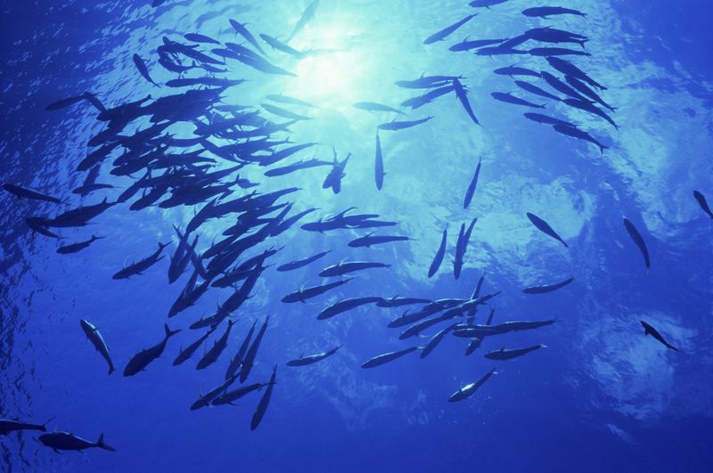 GlobalG.A.P. Aquakulturen