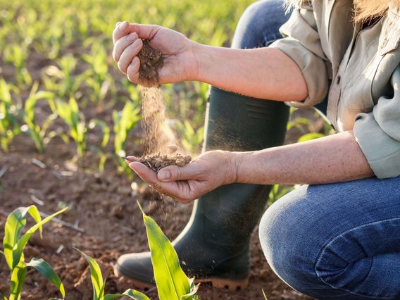 Kontrolle einer landwirtschaftlichen Pflanzung (Symboldbild Klimaschutz)