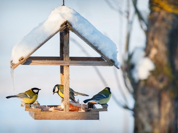 Vogelfutterstelle