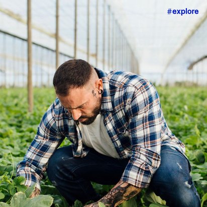 Ein Mann mit kariertem Hemd kniet in einem Gewächshaus und pflegt grüne Pflanzen, die in langen Reihen angebaut werden.