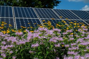 Eine Reihe von Solarpaneelen steht hinter einem Feld voller blühender Wildblumen in Lila und Gelb. Die Blumen sind üppig und kontrastieren mit den geometrischen Formen der Solarpaneele. Der Himmel ist klar und blau.