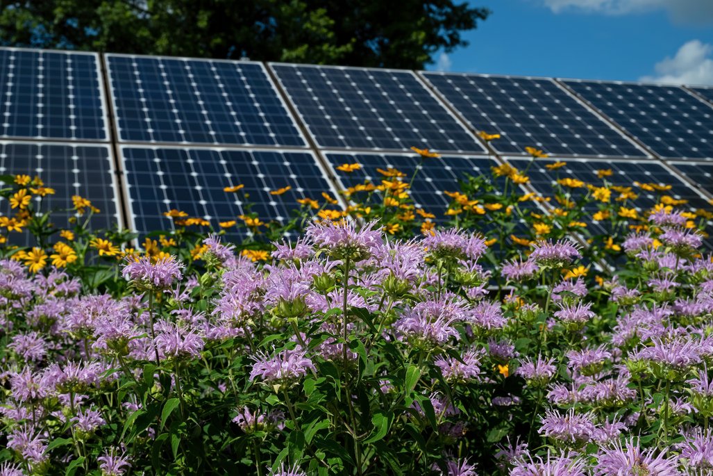 Eine Reihe von Solarpaneelen steht hinter einem Feld voller blühender Wildblumen in Lila und Gelb. Die Blumen sind üppig und kontrastieren mit den geometrischen Formen der Solarpaneele. Der Himmel ist klar und blau.