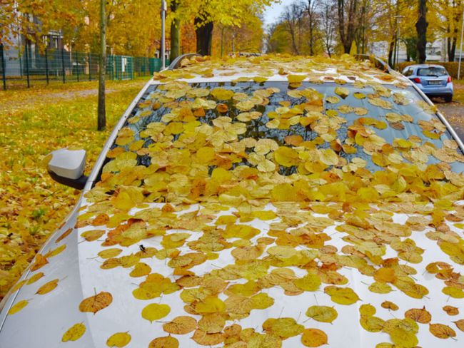 Herbstgefahren für Autofahrer - Tipps