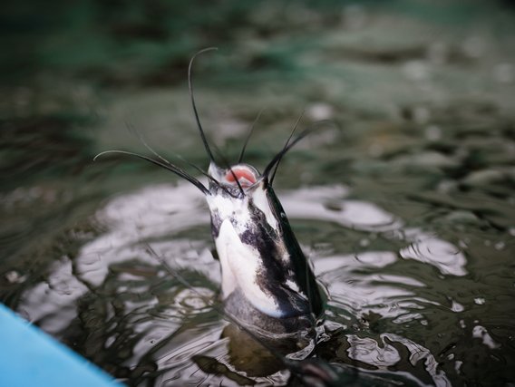 Eine Nahaufnahme eines Welses oder ähnlichen Wassertiers, wahrscheinlich Teil eines Aquaponik-Systems.