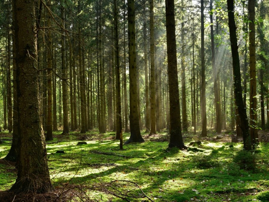 Ein sonnendurchfluteter Nadelwald mit hohen Baumstämmen, durch die Lichtstrahlen fallen und den moosbedeckten Waldboden grün erleuchten.
