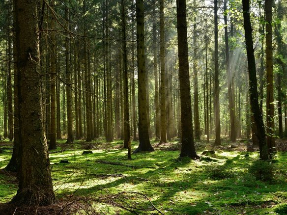 Ein sonnendurchfluteter Nadelwald mit hohen Baumstämmen, durch die Lichtstrahlen fallen und den moosbedeckten Waldboden grün erleuchten.