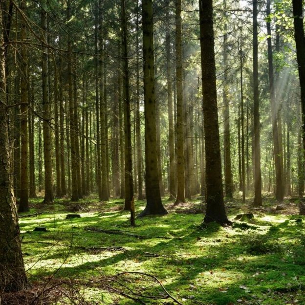 Ein sonnendurchfluteter Nadelwald mit hohen Baumstämmen, durch die Lichtstrahlen fallen und den moosbedeckten Waldboden grün erleuchten.