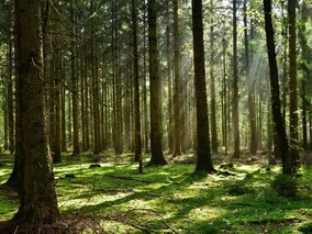 Ein sonnendurchfluteter Nadelwald mit hohen Baumstämmen, durch die Lichtstrahlen fallen und den moosbedeckten Waldboden grün erleuchten.