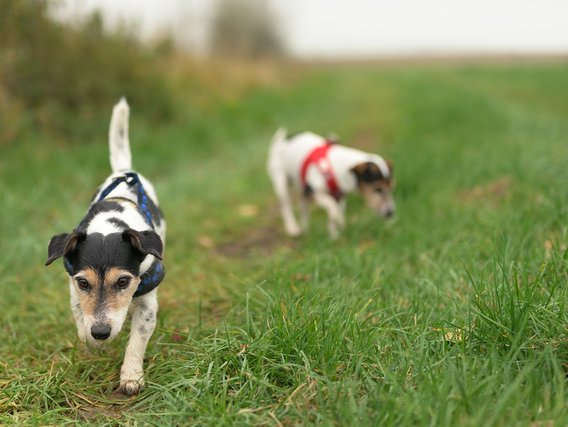 Zwei junge Hunde mit Geschirr laufen über eine grüne Wiese, im Vordergrund ein schwarz-weißer Welpe mit braunen Abzeichen.