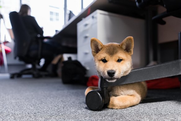 Ein Hund liegt unter einem Schreibtischstuhl im Büro und schaut neugierig in die Kamera.
