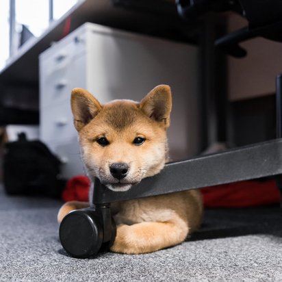 Ein Hund liegt unter einem Schreibtischstuhl im Büro und schaut neugierig in die Kamera.