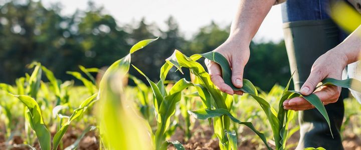 Helfer:in für Garten- und Landschaftsbetriebe