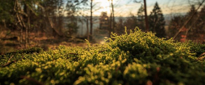 Warum ist der Erhalt der Biodiversität auch für die Wirtschaft relevant?