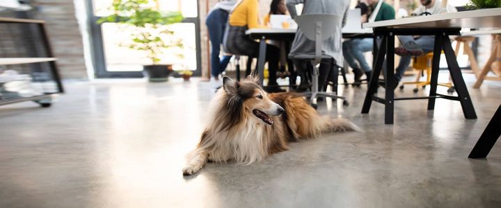 Der "Bürohund" am Arbeitsplatz